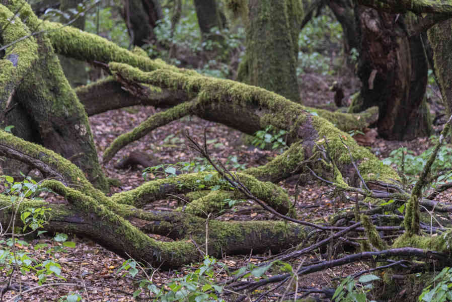 La Gomera 24 - parque nacional de Garajonay .jpg